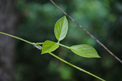 Close-up of green leaves on plant