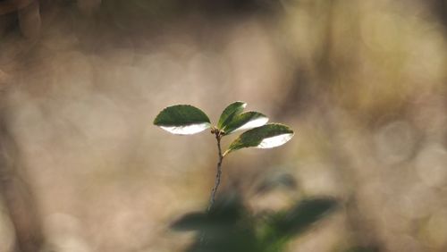 Close-up of flowering plant