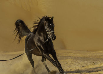 Black horse in liwa desert in united arab emirates