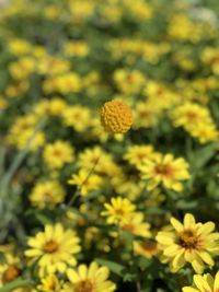 Close-up of yellow flowering plant on field