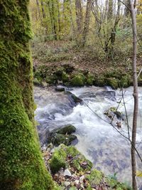 Scenic view of stream amidst trees in forest