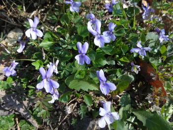 Close-up of purple flowering plants