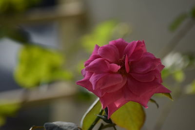 Close-up of fresh pink flower blooming outdoors