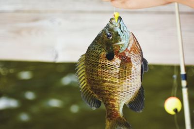 Close-up of hand holding fish hanging from hook