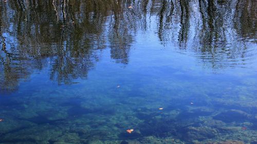 Reflection of trees on lake