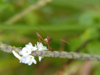 Close-up of insect on flower