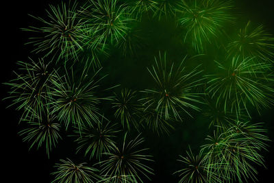 Firework display at night