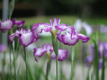 Close-up of purple flowering plants on field