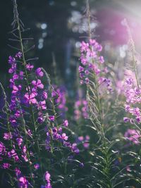 Close-up of pink flowering plants on field