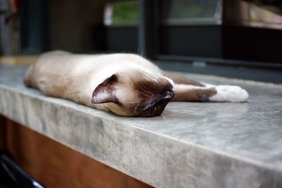 Close-up of a cat sleeping