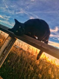 Black cat on field against sky