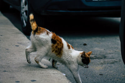 Cat relaxing on street in city