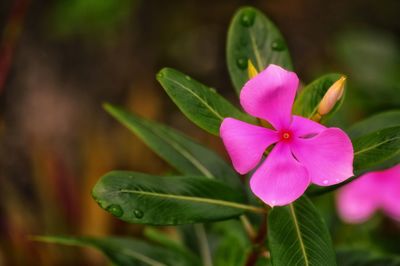 Close-up of pink flowering plant