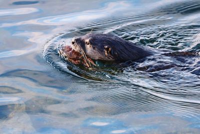 High angle view of otter swimming in lake