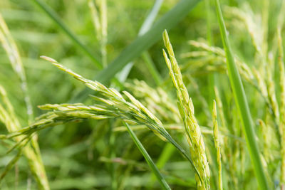 Close-up of crops growing on field