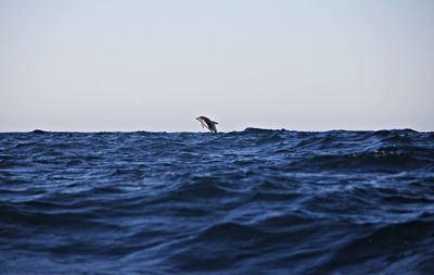 A single dusky dolphin jumping in the distance