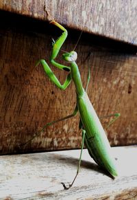 Close-up of green lizard on wood