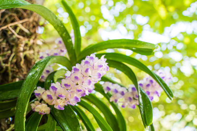 Close-up of purple flowering plant