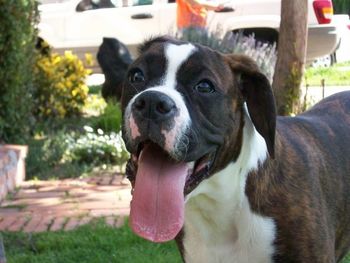 Close-up portrait of a dog