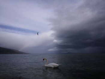 Swans swimming in sea against sky