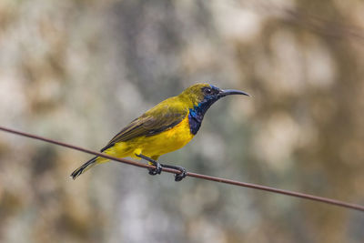 Close-up of bird perching on cable