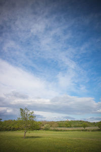 Scenic view of field against sky