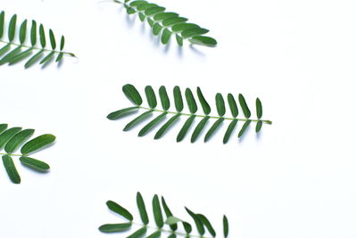 High angle view of leaves against white background