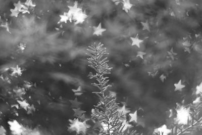 Low angle view of trees against cloudy sky