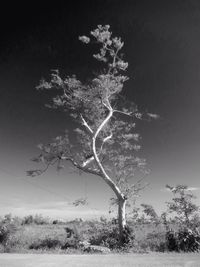 Trees on grassy field