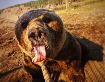 Close-up of a dog on field