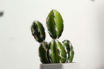 Close-up of succulent plant against white background