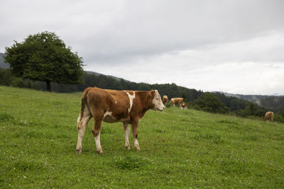 Cows in a field