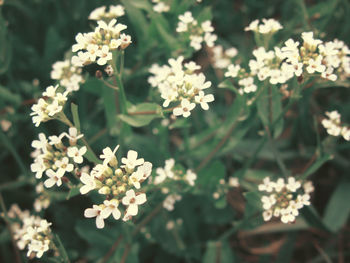 Close-up of white flowers