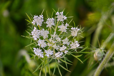 Close-up of white flowering plant