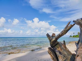 Driftwood on beach against sky