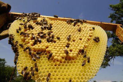 Bee keeper showing honey comb with honey bees in his garden