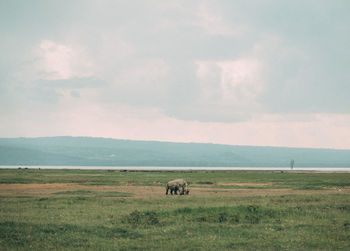 Horses in a field