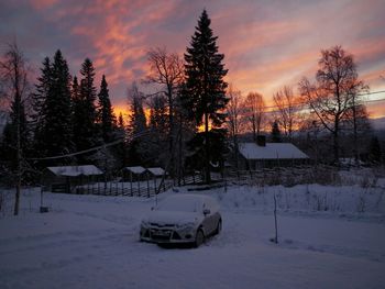 Bare trees on snow covered landscape