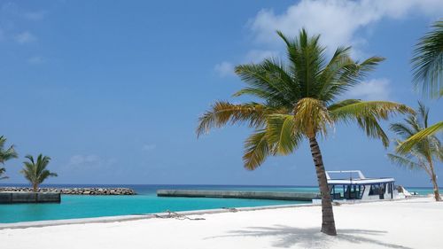 Palm tree by swimming pool against sky