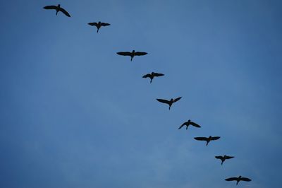 Low angle view of birds flying against sky