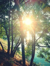 Sun shining through trees