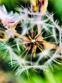 Close-up of dandelion