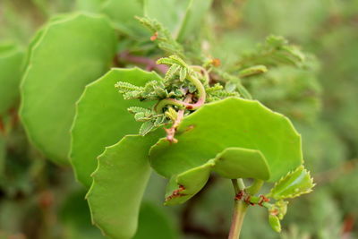 Close-up of insect on plant