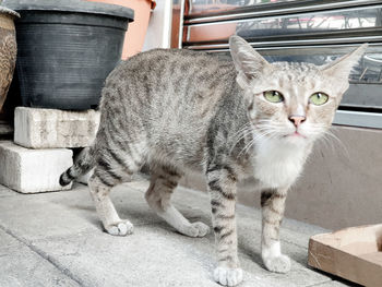 Portrait of cat standing outdoors