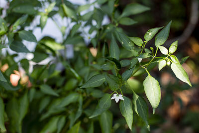 Close-up of green leaves
