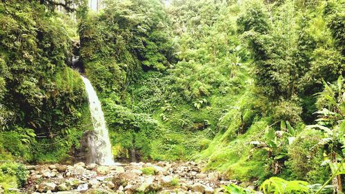 Stream flowing through forest