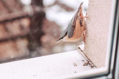 Close-up of bird perching on wall