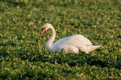 Close-up of swan on grass