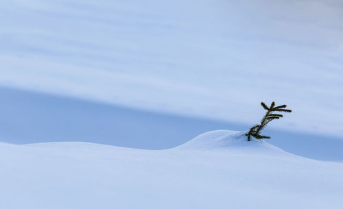Close-up of lizard on snow against sky