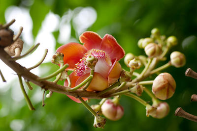 Close-up of red flowering plant